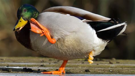 pene pato|Los penes de estos patos crecen cuanta más competencia tengan